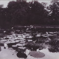 Sérgio & Odair Assad - Jardim Abandonado - CD 1